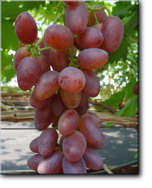Полонез-50 - столовый сорт (г.ф.) винограда раннего срока созревания